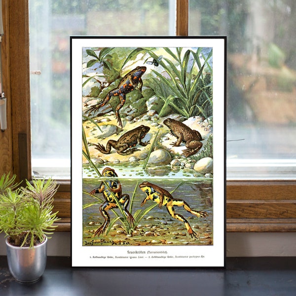 INSTANT DOWNLOAD Art Print Amphibians European Fire Bellied Toad Apennine Yellow Bellied Toad Natural History Poster Print Printables