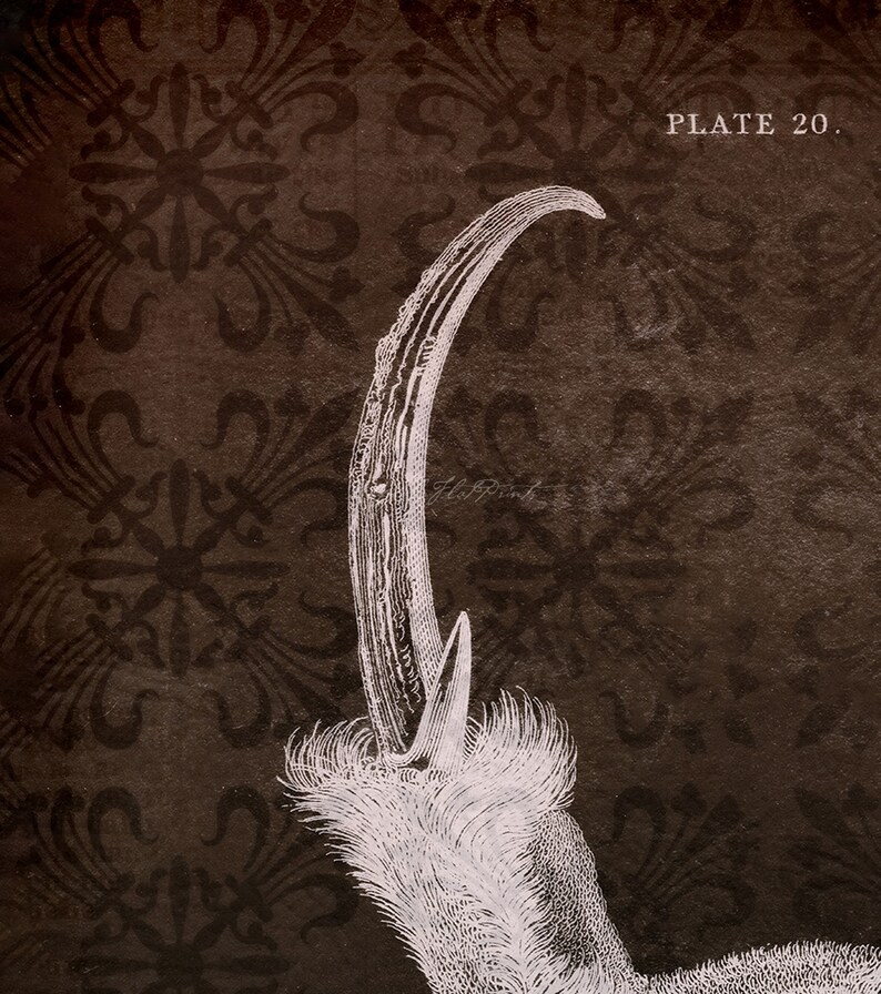 INSTANT DOWNLOAD Muntjak Deer Barking Deer Skull on Damask Etsy