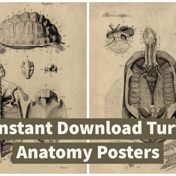 INSTANT DOWNLOAD Turtle Anatomy 2 Poster Print Set Shell Bones Internal Organs Reptiles Natural History Turtle Art Printables