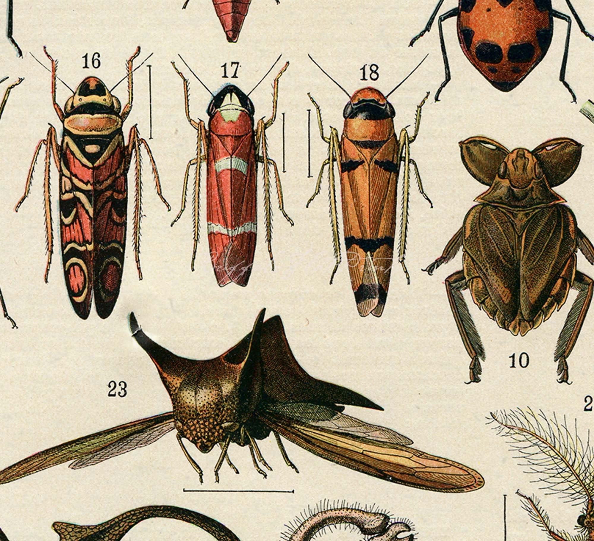 INSTANT DOWNLOAD Larousse Insects Bugs Beetles Entomology