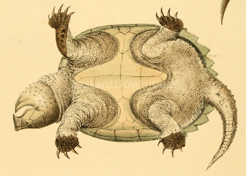 INSTANT DOWNLOAD Alligator Snapping Turtle Reptile Poster - Etsy