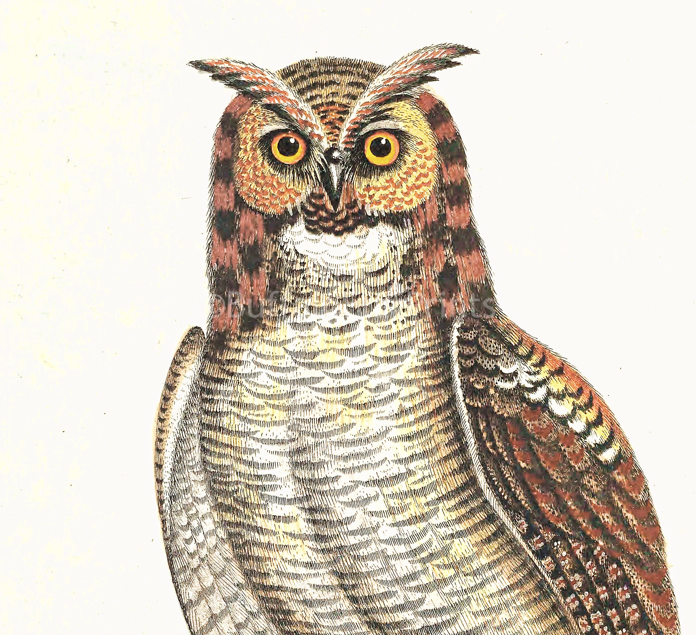 INSTANT DOWNLOAD Screech Owl Bird Print Owl Lover Gift - Etsy