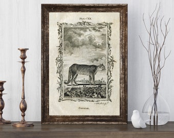 INSTANT DOWNLOAD Cougar Wild Cat Mountain Lion Panther Puma Natural History Poster Print Buffon Printables