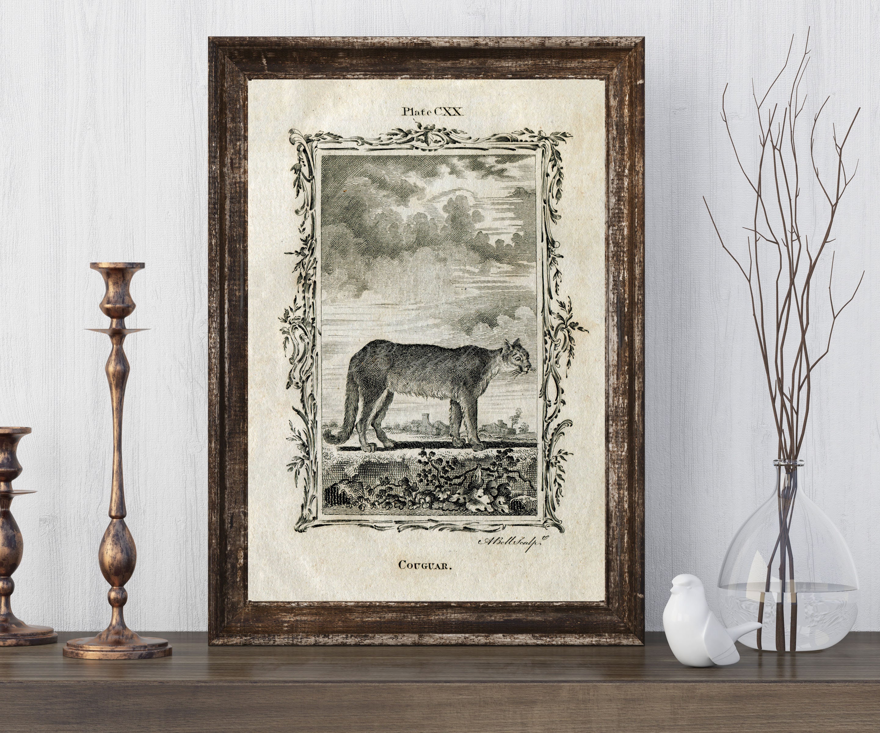 INSTANT DOWNLOAD Cougar Wild Cat Mountain Lion Panther Puma Natural History Poster Print Buffon Printables
