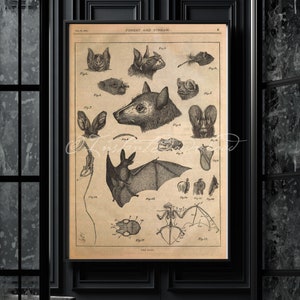 POSTER PRINT Assorted Spooky Bats Poster Print Bat Anatomy Bat Skeleton Halloween Decor Halloween