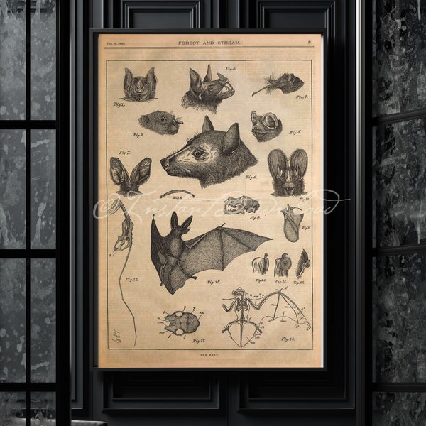 INSTANT DOWNLOAD Assorted Spooky Bats Poster Print Bat Anatomy Bat Skeleton Halloween Decor Halloween