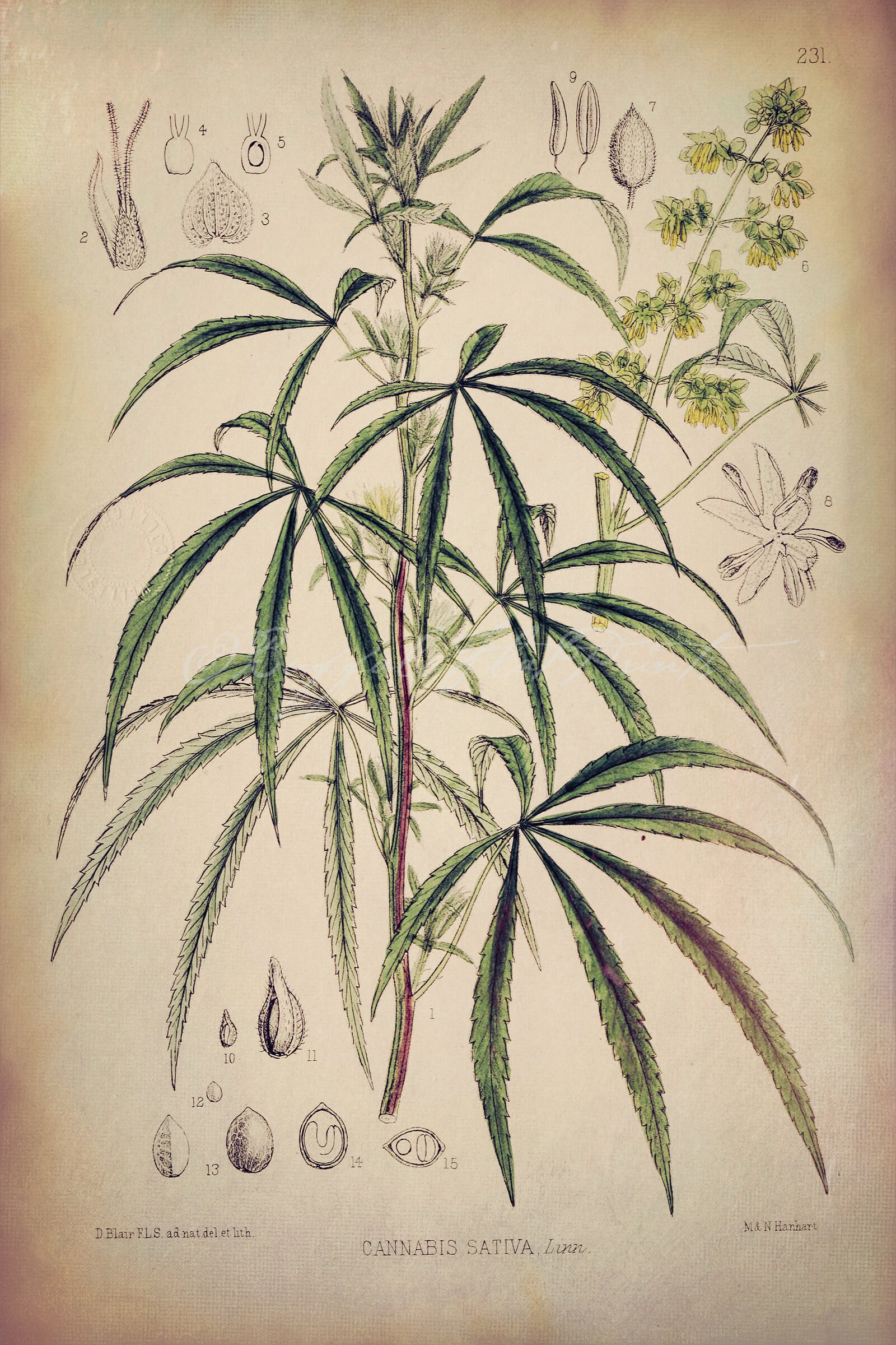 INSTANT DOWNLOAD Art Print Cannabis Sativa Marijuana Botanical | Etsy