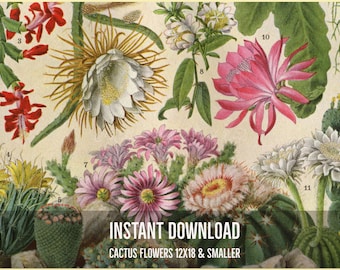 INSTANT DOWNLOAD Cactus Flowers Desert Plants Succulents Cactus Art Southwestern Decor Gardener Gift