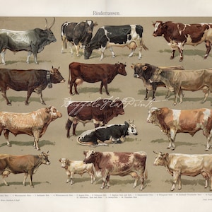 INSTANT DOWNLOAD Breeds of Cows Bulls Calfs Poster Print Farm Animals ...