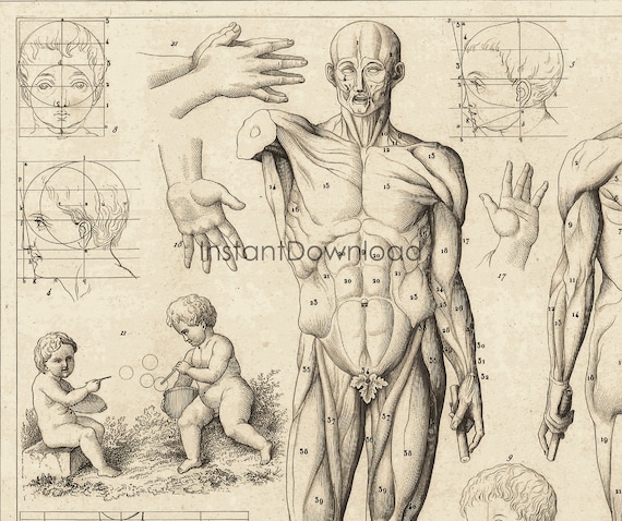 Human Print Drawing Drawings Of Human Body