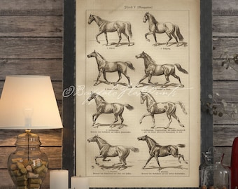 INSTANT DOWNLOAD Movement of Horses Aged Skeleton Equine Veterinary Horse Lover Gift Horse Wall Art Farmhouse DecorPoster Print Printables