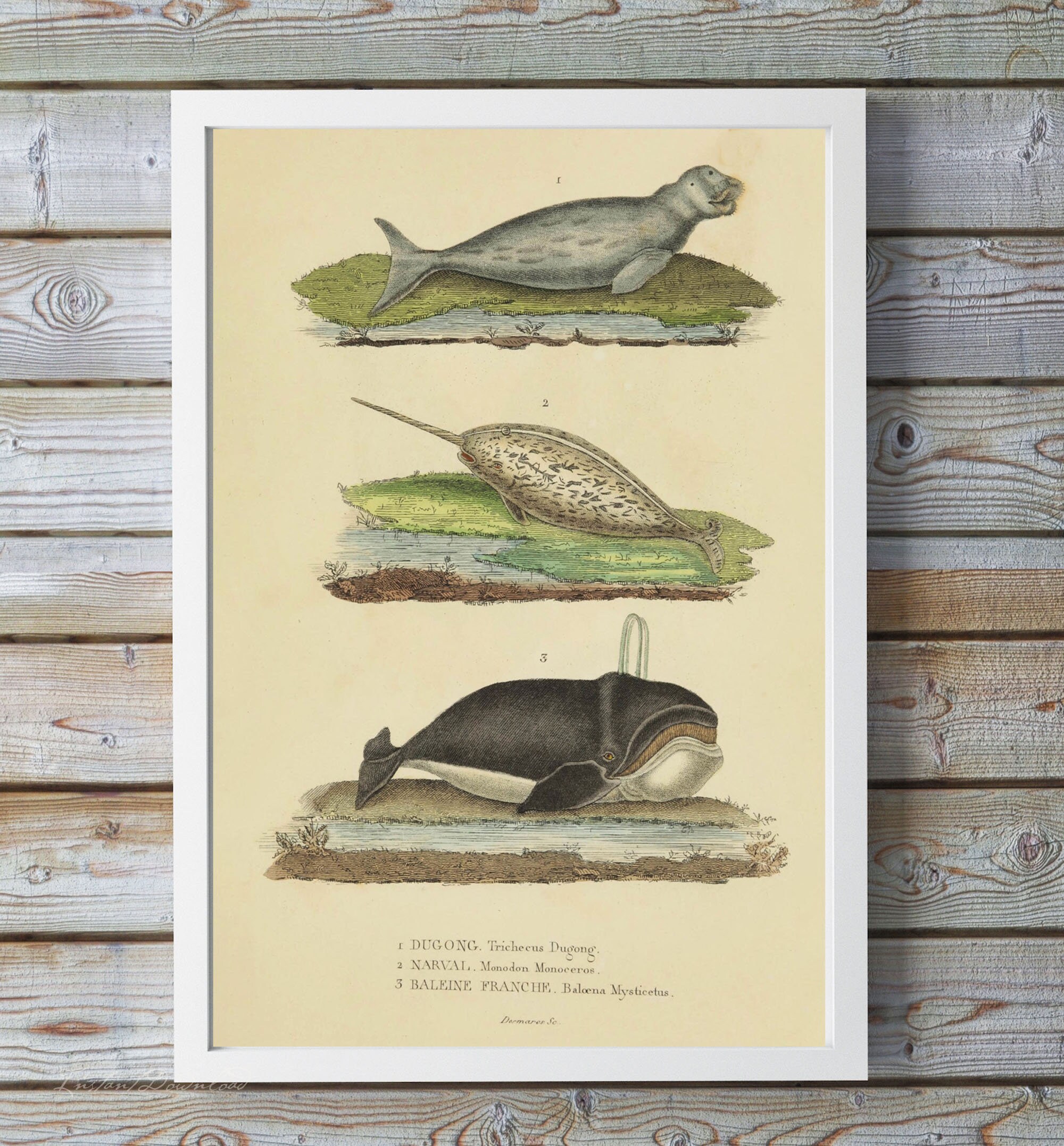 Baleen for sale | Only 3 left at -65%