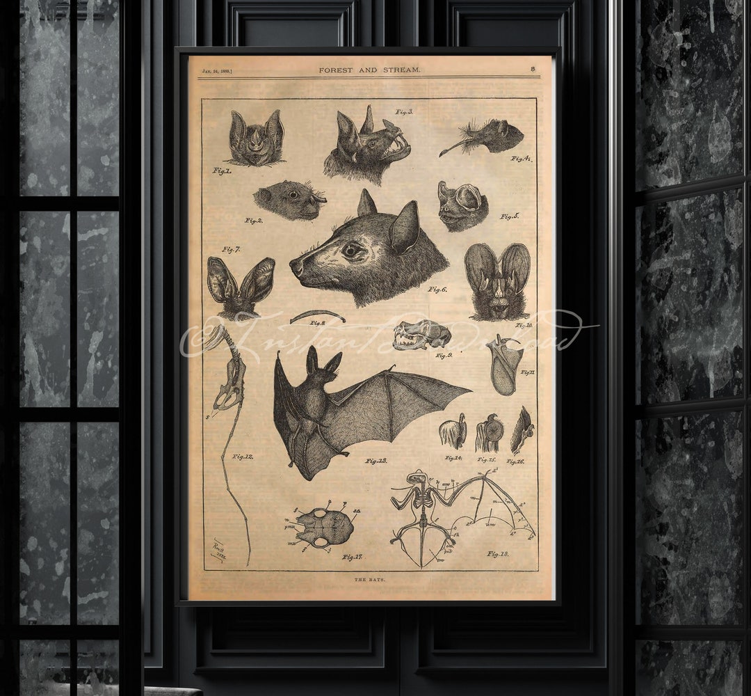 Bat Skeleton Canvas Print - Apothecary Art for Home or Office - Apothe –  Print Pothecary