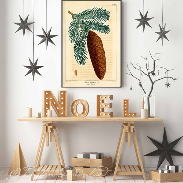 INSTANT DOWNLOAD Christmas Pine Cones Norway Spruce Fir Abies Picea Christmas Decor Vintage Decor