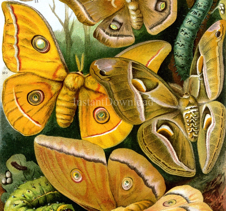 Silk Moth Pattern INSTANT DOWNLOAD Silk Moth Poster Print Printable Art Butterfly Clipart ...