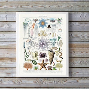 Oceanography Starfish Sea Urchin Beach Decor Ocean Fauna Poster Print