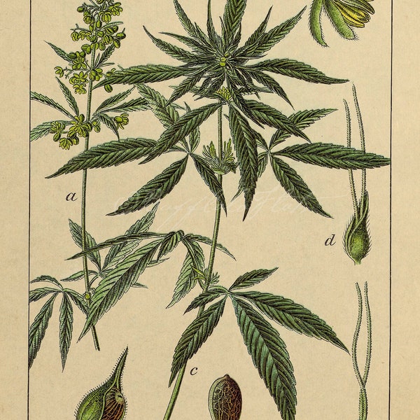 TÉLÉCHARGEMENT IMMÉDIAT Art des mauvaises herbes, affiche de cannabis, cadeau de stoner, affiche de la marijuana, art mural de cannabis