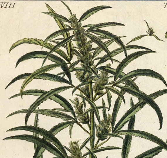 Art Print Marijuana Cannabis Sativa Botanical Poster Print 6x9 to 24x36