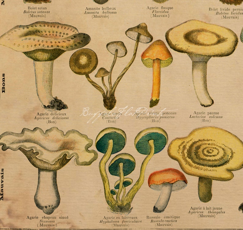 INSTANT DOWNLOAD 2 Print Set Mushrooms Toadstools Fungi Wall Art Rustic Kitchen Decor Woodland Print Botanical Printables image 6