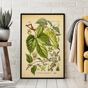 INSTANT DOWNLOAD Art Print Hops humulus lupulus Beer Home Brewing Botanical Poster Print German Printables