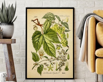 INSTANT DOWNLOAD Art Print Hops humulus lupulus Beer Home Brewing Botanical Poster Print German Printables