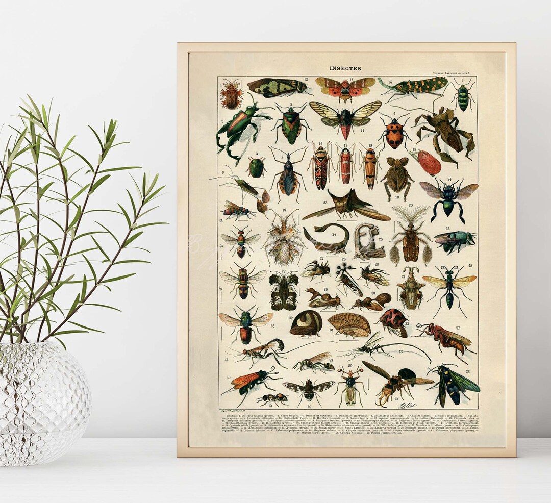 【アンソロポロジー】Insects in Bell Jars Wall Art INSTANT DOWNLOAD Larousse Insects Bugs Beetles Entomology