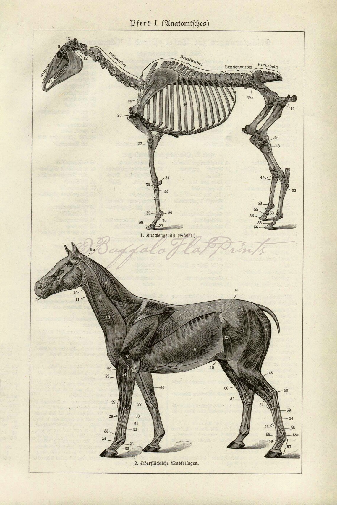 Buy INSTANT DOWNLOAD Horse Anatomy Poster Prints 4 Equine Anatomy