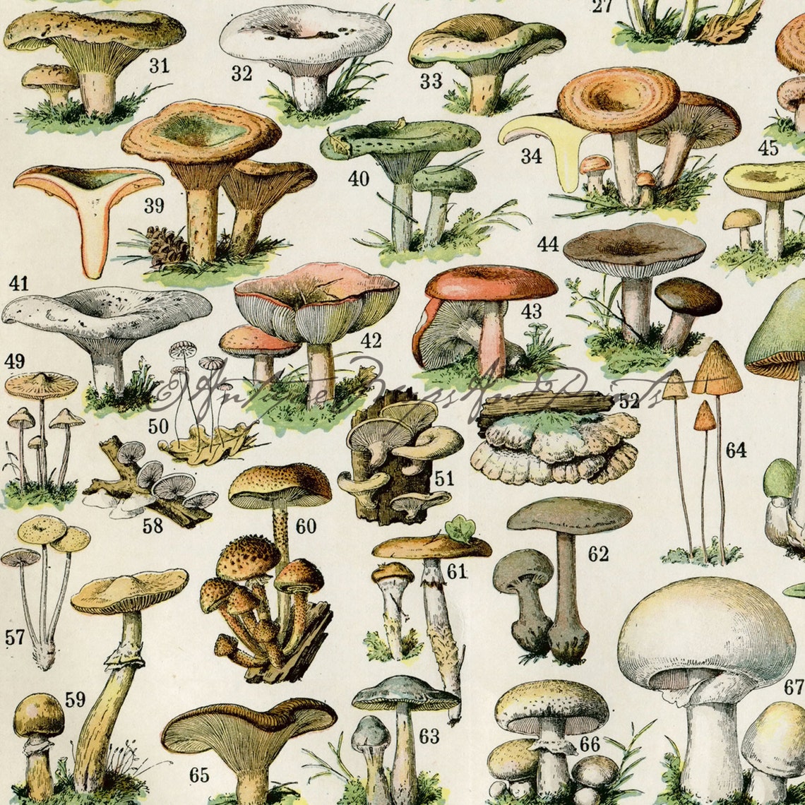 INSTANT DOWNLOAD French Mushrooms 2 Poster Print Toadstools Etsy