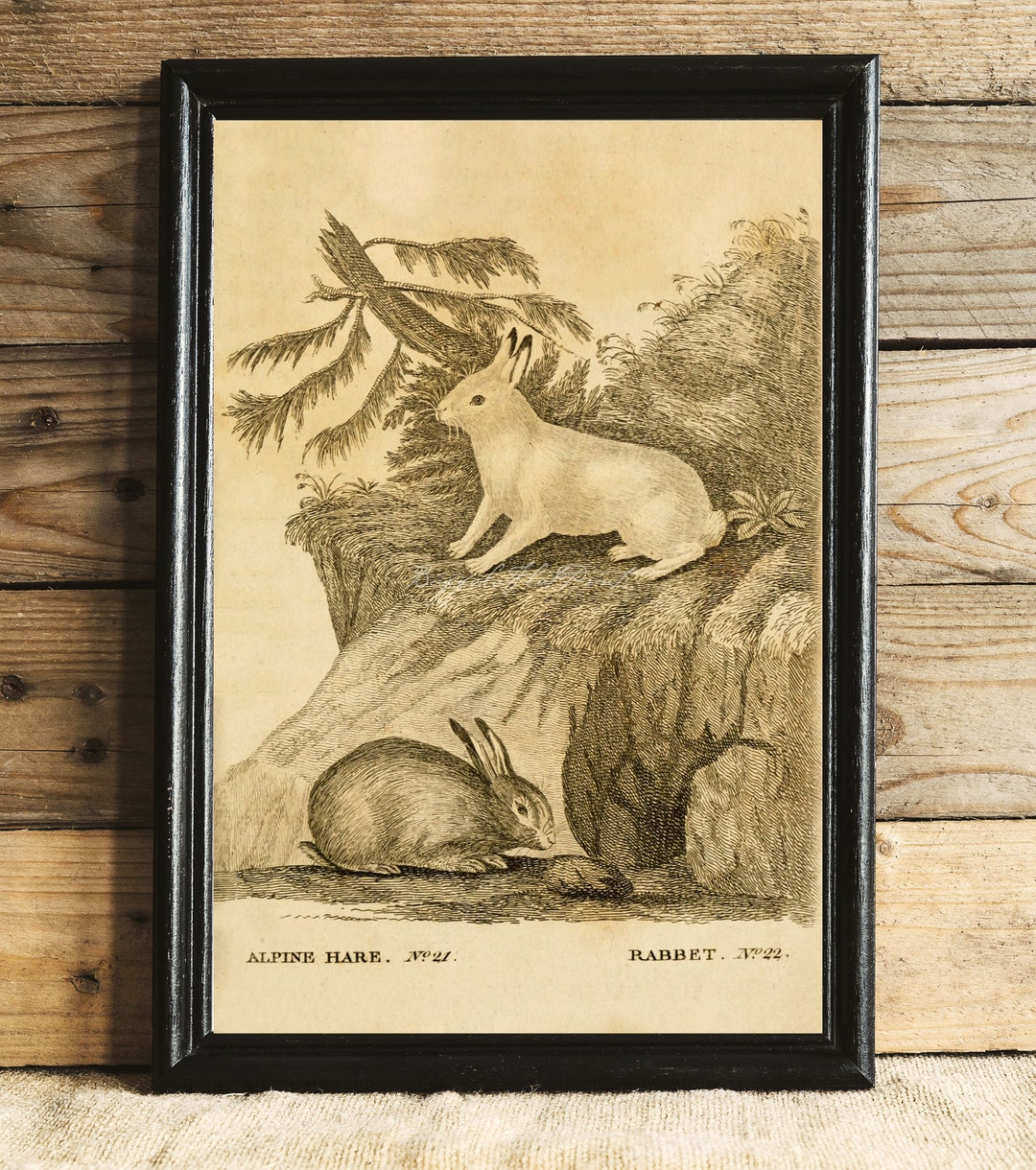 INSTANT DOWNLOAD Easter Bunny Alpine Hare Rabbit Lapin Wall Art Bunny ...