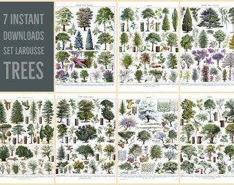 INSTANT DOWNLOAD 7 Poster Print Set 16x20 Trees Evergreen Deciduous Fruit Trees Late 1800s Larousse
