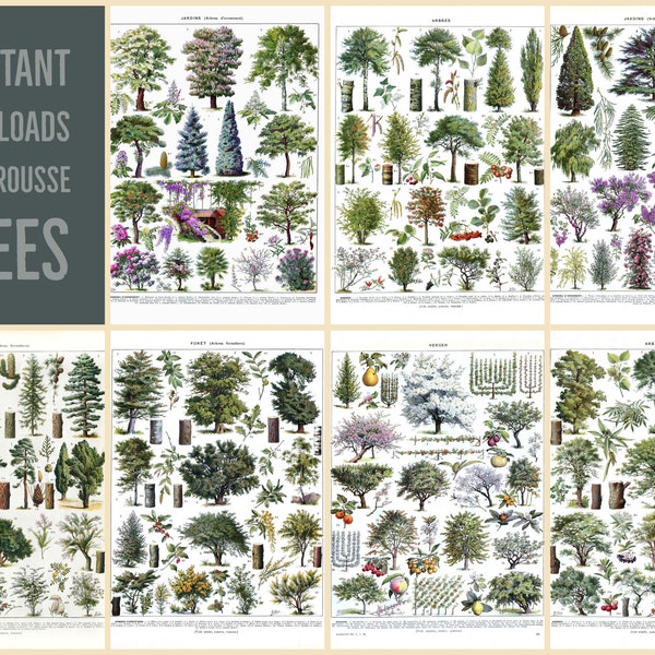 INSTANT DOWNLOAD 7 Poster Print Set 16x20 Trees Evergreen Deciduous Fruit Trees Late 1800s Larousse