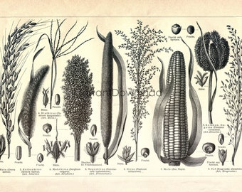 INSTANT DOWNLOAD Grains Wheat Corn Millet Sorghum Food and Drink Kitchen Decor Poster Print
