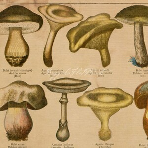 INSTANT DOWNLOAD 2 Print Set Mushrooms Toadstools Fungi Wall Art Rustic Kitchen Decor Woodland Print Botanical Printables image 7