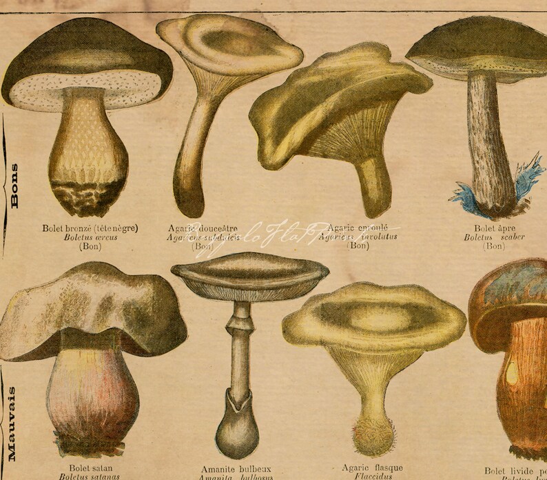 INSTANT DOWNLOAD 2 Print Set Mushrooms Toadstools Fungi Wall Art Rustic Kitchen Decor Woodland Print Botanical Printables image 7