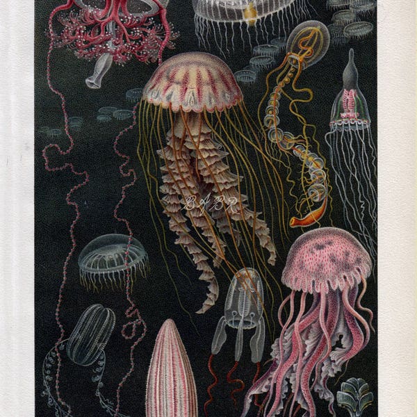 INSTANT DOWNLOAD Jellyfish Ocean Fauna Unique Poster 12x18 and Smaller German