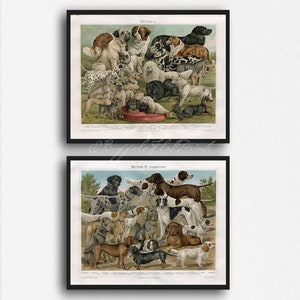 Op de afbeelding: Twee ingelijste vintage prints van hondenrassen. De bovenste print toont een verscheidenheid aan honden, waaronder een Dalmatische hond en een Sint-Bernard. De onderste print toont meer hondenrassen. Beide prints hebben Duitse tekst.