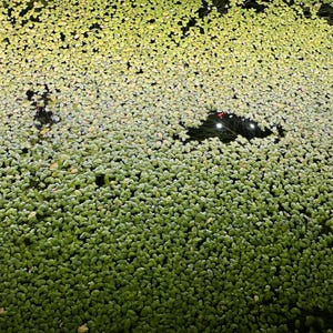Puede incluir: Primer plano de una masa de agua cubierta de pequeñas plantas acuáticas verdes. Las plantas están densamente empaquetadas, creando una superficie texturizada. Un área oscura con luces es visible en el centro.