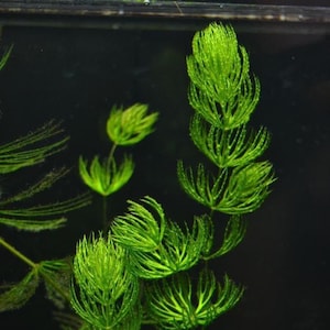 May include: Close-up of vibrant green aquatic plants with feathery, needle-like leaves. The plants are set against a dark background, creating a contrast that highlights their colour and intricate texture. The image suggests an underwater environment.