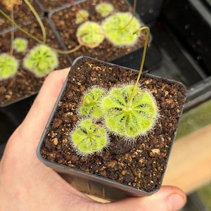 Drosera burmannii (3+ plants per pot) - Live Sundew Potted Carnivorous Plant