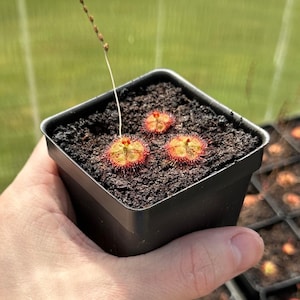 Drosera burmannii (3+ plants per pot) - Live Sundew Potted Carnivorous Plant
