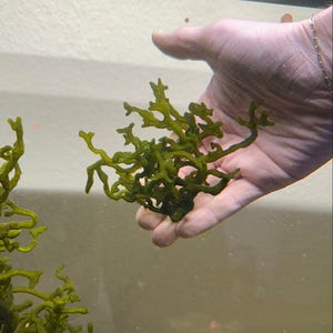 May include: A hand holding a vibrant green, branching aquatic plant, possibly a type of macroalgae. The plant has a complex, irregular structure. The background is a murky, underwater environment.