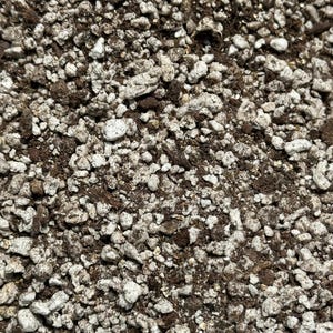 Ping Soil Mix - Soil For Pinguicula Butterwort Carnivorous Plants