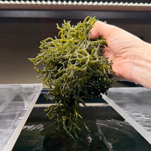 May include: A handful of vibrant green seaweed, with a complex, branching structure, is held above a tank of water. The seaweed's color ranges from light to dark green, with a slightly frosted appearance. The image is well-lit, highlighting the texture of the seaweed.