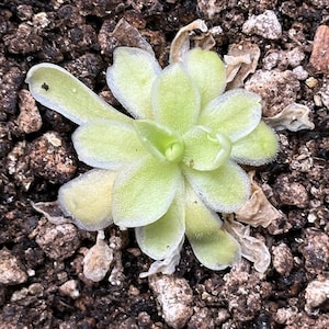 Pinguicula 'Snow Queen' - Live Variegated Butterwort Carnivorous Plant