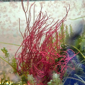 Gracilaria parvispora "Red Ogo" - Live Marine Macroalgae For Saltwater Reef Tanks Aquariums