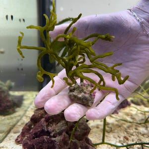 May include: A close-up of a vibrant green seaweed specimen, held in a hand. The seaweed is attached to a small, textured rock. The background shows a tank with other rocks and sand.
