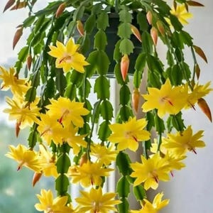 May include: A hanging basket of a Christmas cactus with vibrant yellow flowers. The plant has segmented green stems and numerous bright yellow blooms with red stamens. The buds are a reddish-orange color. The plant is suspended from a hook.