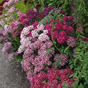 100 Plus Perennial Pentas Seeds Egyptian Star Cluster Non GMO Garden