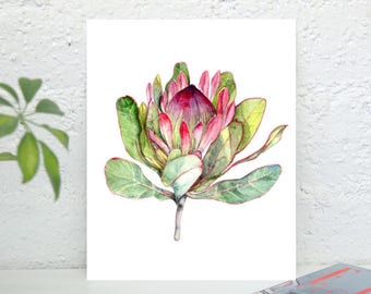 Różowy kwiat Protea - botaniczny Art Print akwarela malarstwo - kwiat sztuki ściany Decor - różowy i zielony sztuki - sztuka Afryki Południowej