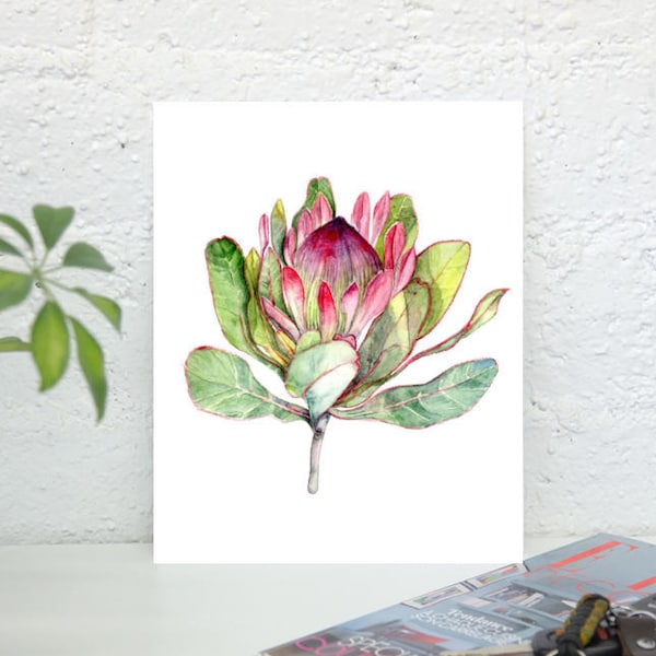 Pink Protea Flower -  Botanical Art Print of Watercolor Painting - Flower Art Wall Decor - Pink and Green Art - South African Art